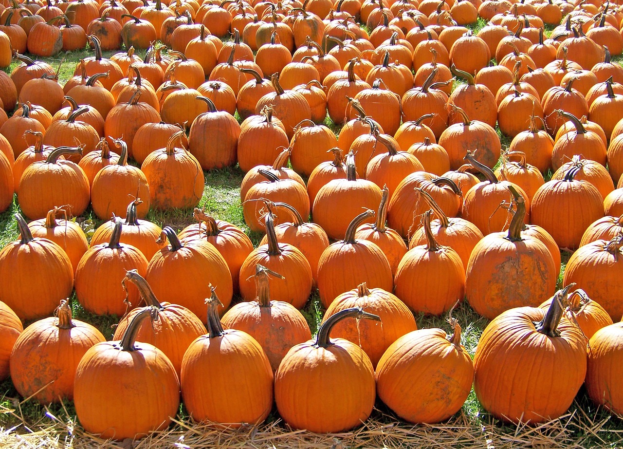 pumpkins, patch, autumn-18071.jpg